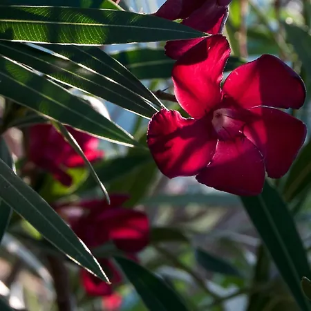 Il Grifo - Cozy House, Wonderful View Appartement *